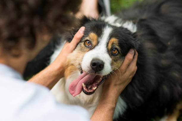 so much love for her owner - australian shepherd imagens e fotografias de stock