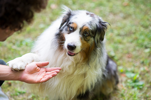 Cute Australian Shepherd dog learning shaking paw trick with his owner outdoors in the summer at an obedience class.