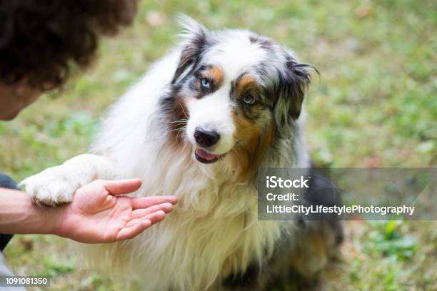 Learning Tricks Stock Photo - Download Image Now - Dog, Paw, Australian Shepherd