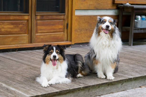 istock Portrait of Two Perfect Pups 1091081372