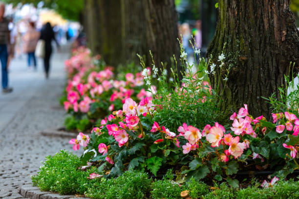 istock Pink flowers under the trees 1091081388
