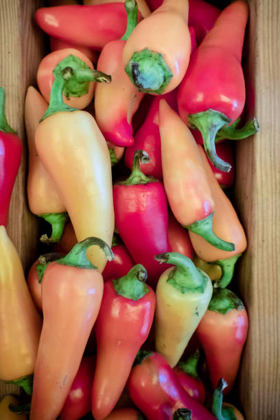 caribbean pepper hot caribe peppers are in a pile orange piranha stock pictures, royalty-free photos & images