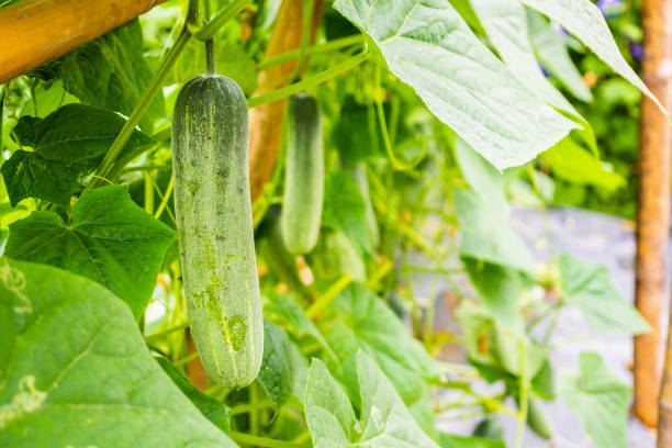 istock Green cucumber growing in organic garden 1091082172