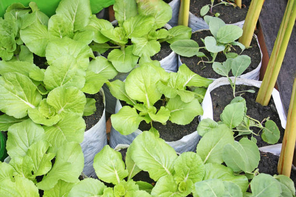 istock Young organic vegetable in white, bag 1091087744
