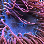 anemone.jpg?b=1&s=170x170&k=20&c=WMcqyRX3r9UYuMLvulMNlAp66-UGBO2AT872y18SLc4=