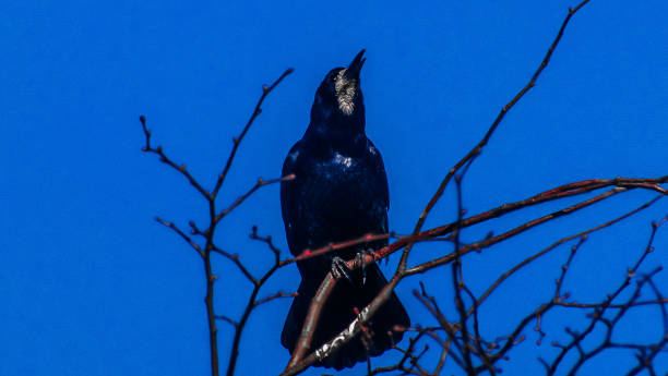 Crow In a tree raven corvus corax bird squawking stock pictures, royalty-free photos & images