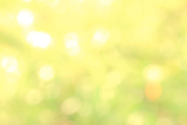 istock Sunlight yellow bio background, abstract blurred foliage sun light 1091095188