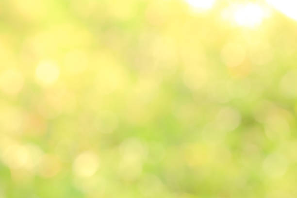 istock Sunlight yellow bio background, abstract blurred foliage sun light 1091095202