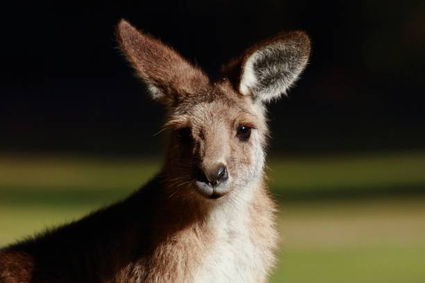 istock Portrait of a Kangaroo 1091098068