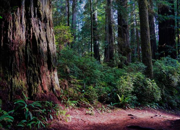 trayectoria de la luz del noroeste california - rainforest redwood sequoia footpath fotografías e imágenes de stock