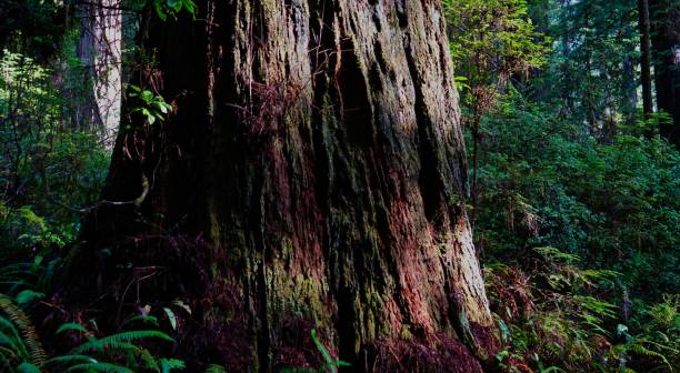 jed smith redwood luz - rainforest redwood sequoia footpath fotografías e imágenes de stock