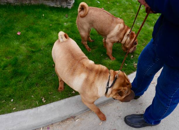 istock Shar Pei Dog with Wrinkles 1091103106