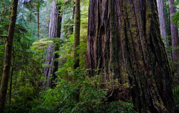 jed smith redwoods - rainforest redwood sequoia footpath fotografías e imágenes de stock