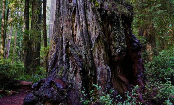 jed smith antigua secoya - rainforest redwood sequoia footpath fotografías e imágenes de stock