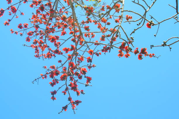 istock Top red flowers on tree background,Bombax ceiba L. 1091109216