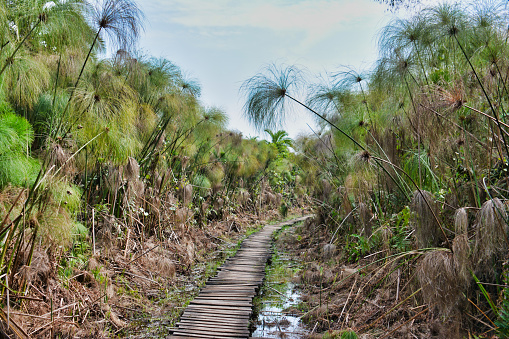 Take a walk along the boardwalk through the thick papyrus trees in Kibale National Park Uganda