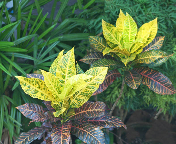 istock Corolful leaves background,Croton, Variegated Laurel 1091114552