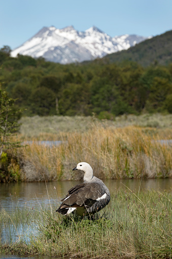 Along the Lapataia River and Darwin Mountains, an upland goose preens in Tierra del fuego National Park, Argentina.