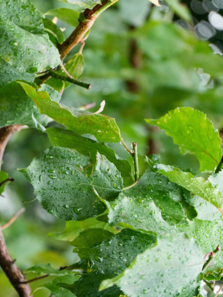 istock water drops on the leaves 1091116996