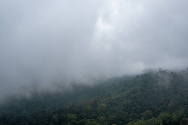 istock greenery rainforest and hills on foggy day 1091118126