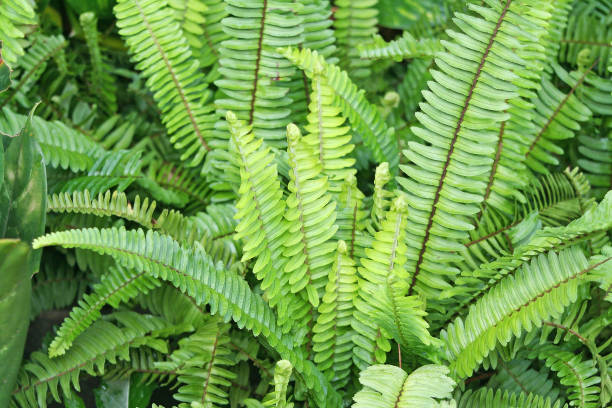 istock Fern leaves with water drops 1091127292
