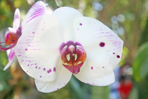 istock White orchid with purple dotted 1091129658