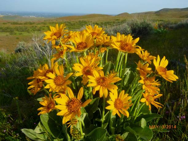 istock Daisies of Boise 1091133920