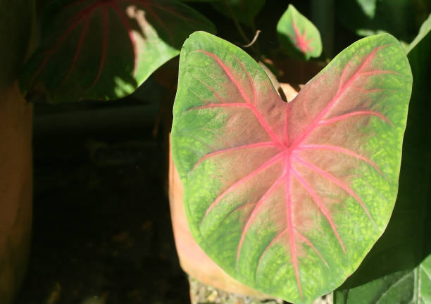 istock Green heart shape leaf with line red in center 1091134132