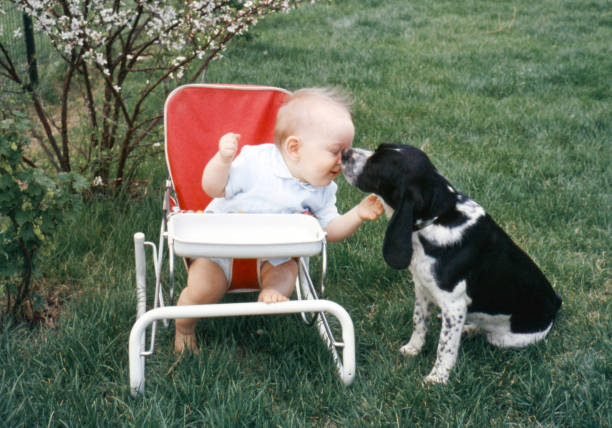 baby getting doggie kisses 1959 Baby boy sitting outdoors in baby chair getting doggie kisses. Iowa, USA 1959. Scanned film with grain. 1950 1959 photos stock pictures, royalty-free photos & images
