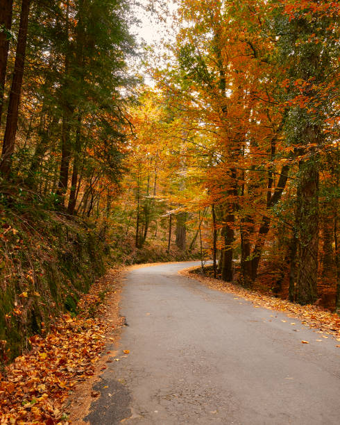 istock Road between the woods in autumn 1091139210