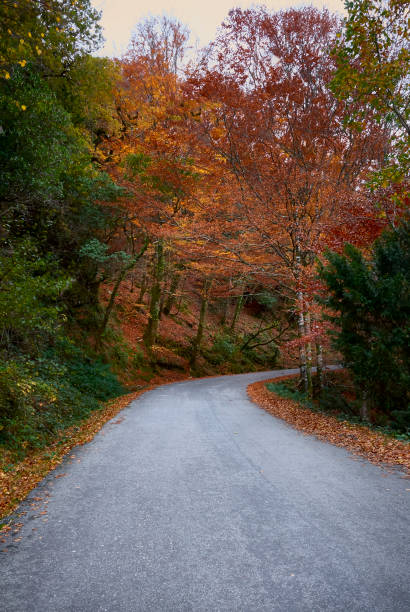 istock Curve in the road between trees in autumn 1091139350