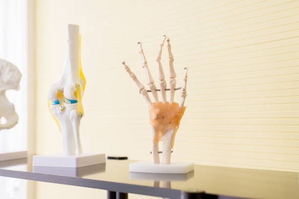 istock Hands plastic anatomy physiology model a bones in hospital 1091140408
