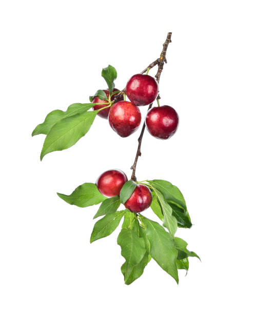 istock Darj red cherry white green leaves on white background 1091144146