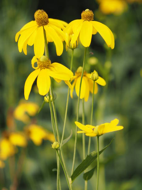 istock yellow flower beautiful blakground nature 1091149676