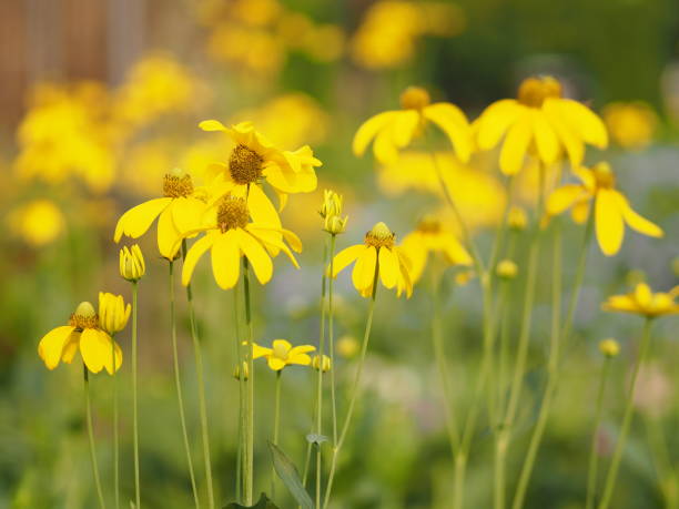 istock yellow flower beautiful blakground nature 1091149762
