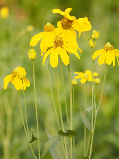 istock yellow flower beautiful blakground nature 1091149794