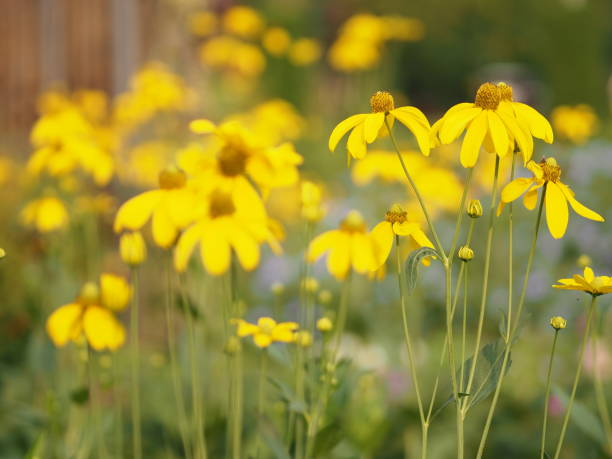 istock yellow flower beautiful blakground nature 1091149842
