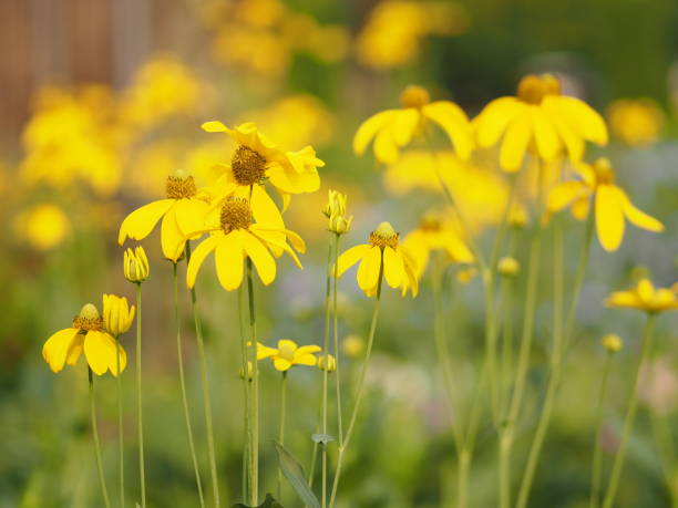 istock yellow flower beautiful blakground nature 1091149844