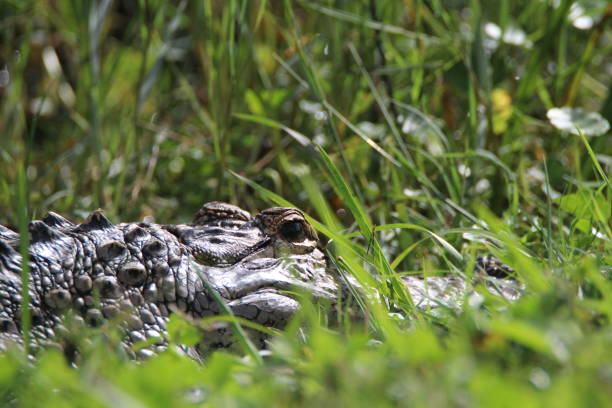 istock American Alligator laying in the sun 1091151252