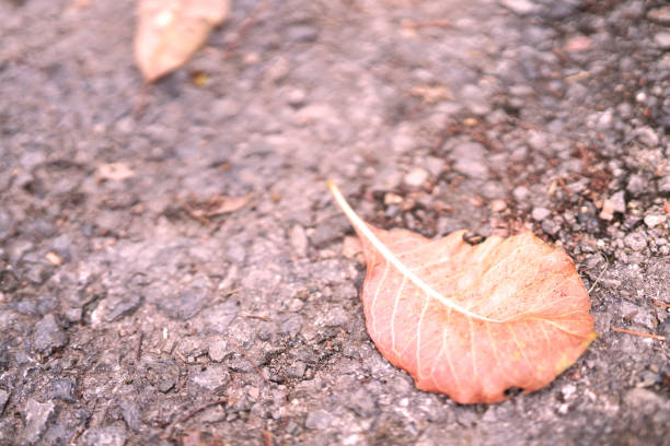 One leaf fell by the roadside.