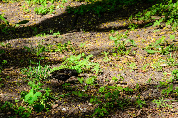 ホシムクドリの地面に食べ物を探して - flock of birds bird common blackbird herd ストックフォトと画像