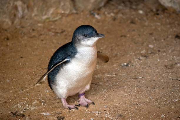 istock fairy penguins or little penguin 1091158062