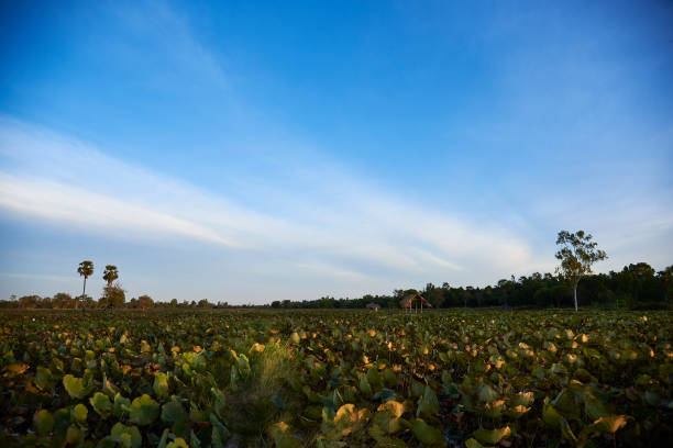 istock Lotus Field With Beautiful Blue Sky. 1091160608