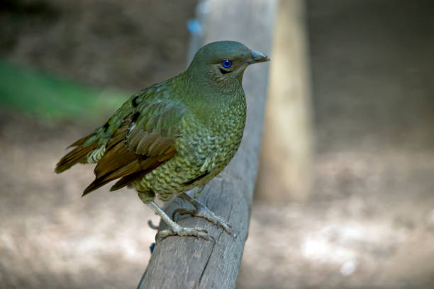 istock Female Satin Bowerbird 1091161020