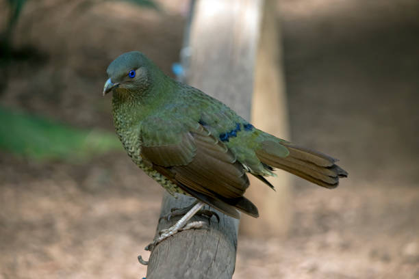 istock satin bowerbird female 1091161074