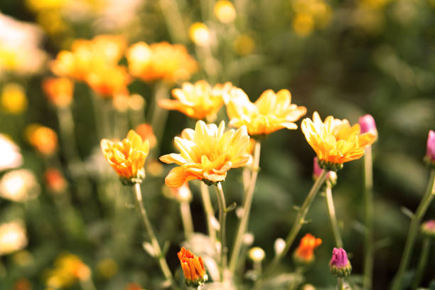 flower garden or chrysanthemums