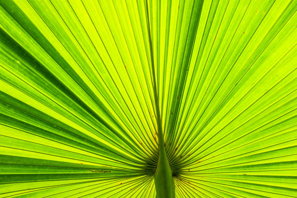 istock Macro detail of green leaf texture. Close up beautiful leaves pattern. 1091163742