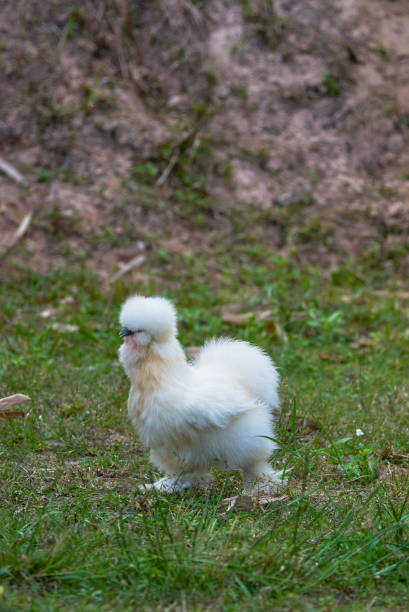 istock Cute Chicken Walk On Glass. 1091163936