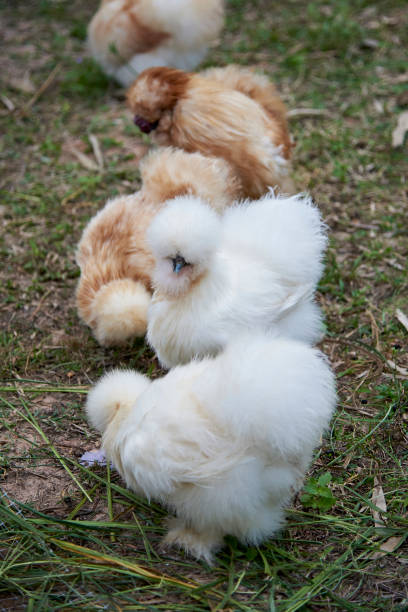 istock Cute Chicken Walk On Glass. 1091163956