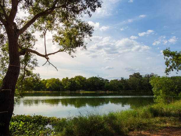 istock Beautiful landscape with tree and lake outdoor. 1091163998